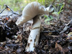 Amanita nothofagi
