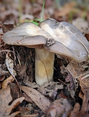 Entoloma ferruginans