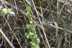 Cocculus diversifolius