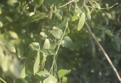 Cocculus diversifolius