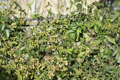 Cocculus diversifolius