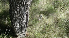 Prosopis nigra
