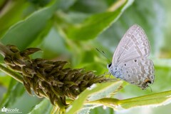 Catochrysops panormus