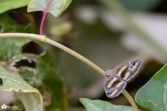 Ricaniidae