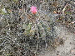 Eriosyce nigrihorrida