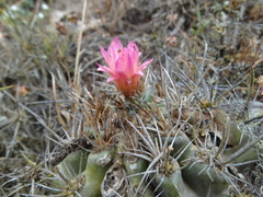 Eriosyce nigrihorrida