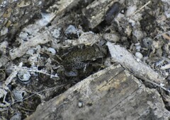 Eleutherodactylus campi