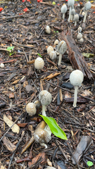Coprinellus flocculosus