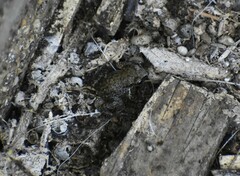 Eleutherodactylus campi