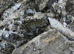 Eleutherodactylus campi