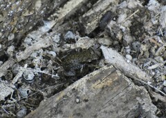 Eleutherodactylus campi