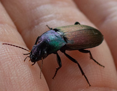 Neoaulacoryssus speciosus