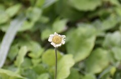 Erigeron procumbens