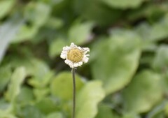 Erigeron procumbens