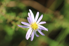 Symphyotrichum walteri