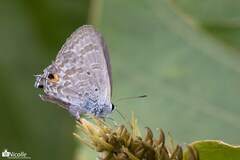 Catochrysops panormus