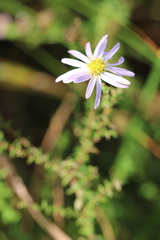 Symphyotrichum walteri