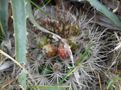 Eriosyce nigrihorrida