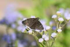 Erynnis tristis