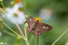 Seseria formosana