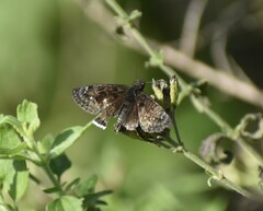 Erynnis tristis