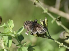 Erynnis tristis