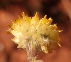 Helichrysum setosum