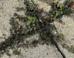 Euphorbia prostrata