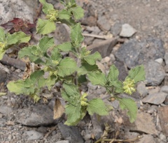 Acanthospermum hispidum