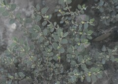 Euphorbia prostrata