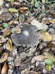 Entoloma ferruginans
