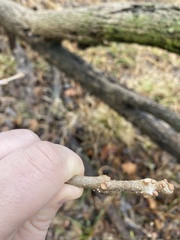 Fraxinus nigra