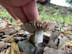 Entoloma ferruginans