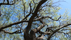 Prosopis nigra
