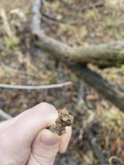 Fraxinus nigra