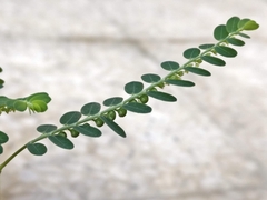 Phyllanthus amarus