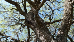 Prosopis nigra