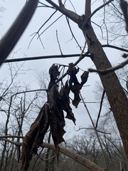Fraxinus nigra