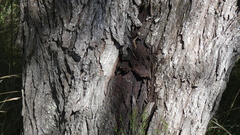 Prosopis nigra