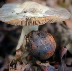 Entoloma ferruginans