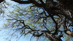 Prosopis nigra