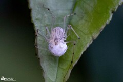 Scytodes pallida