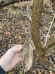 Fraxinus nigra