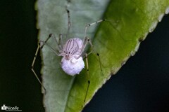 Scytodes pallida