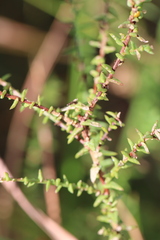Symphyotrichum walteri