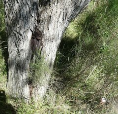 Prosopis nigra