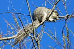 Sciurus niger cinereus