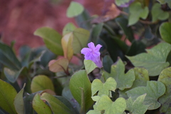 Ipomoea cordatotriloba