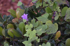Ipomoea cordatotriloba