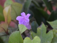 Ipomoea cordatotriloba